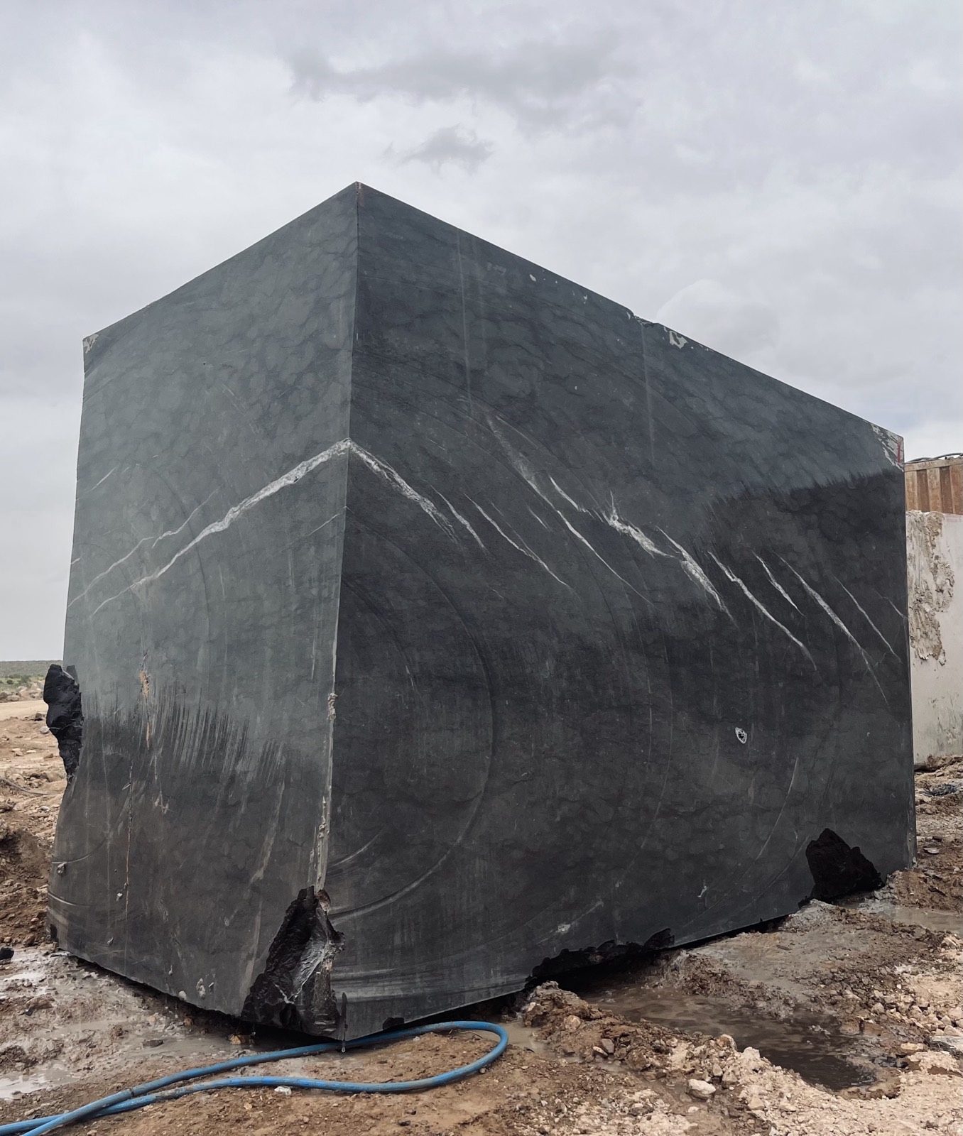 Black Zebra Block 7